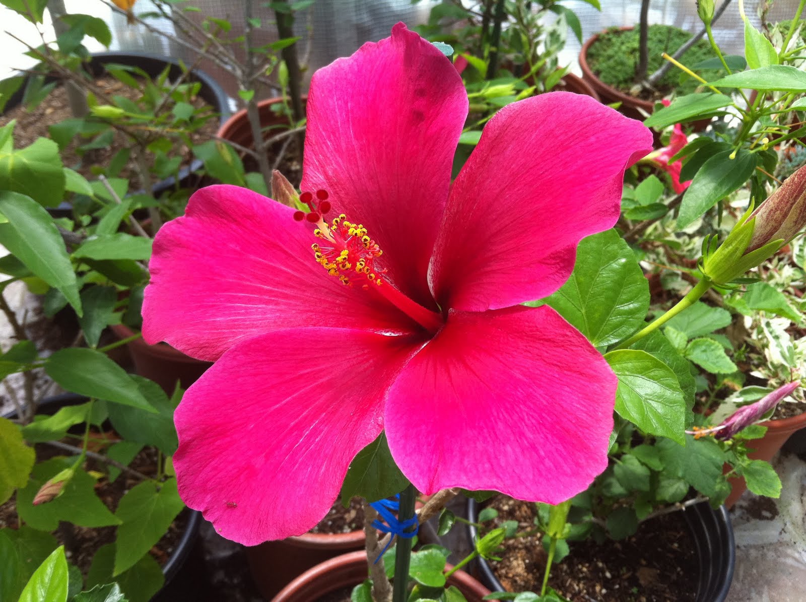 Hibiscus rosa-sinensis...