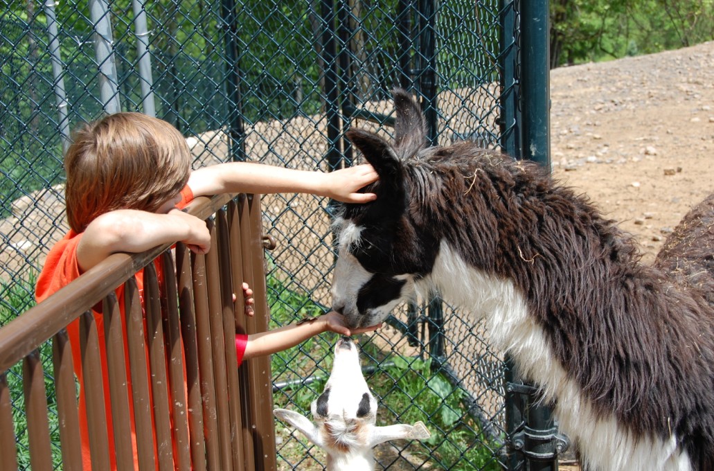 The coolest zoo that's not a zoo! Nemacolin