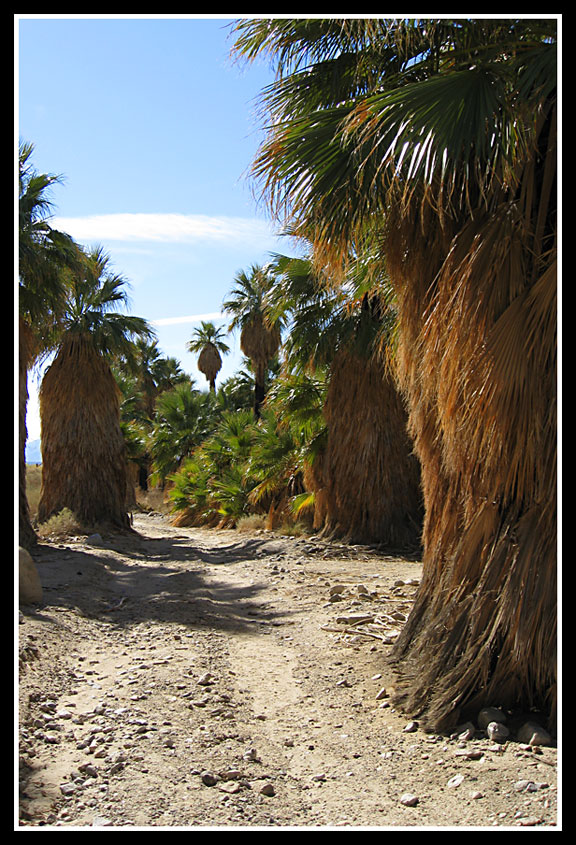 Enjoy The Journey Hidden Palms Hike