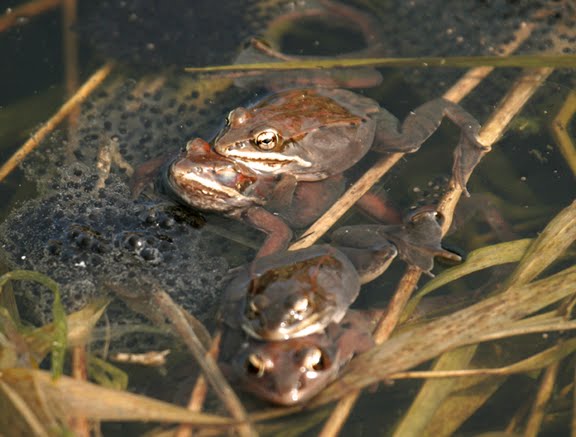Hybrid Birder: Wood Frogs in Amplexus