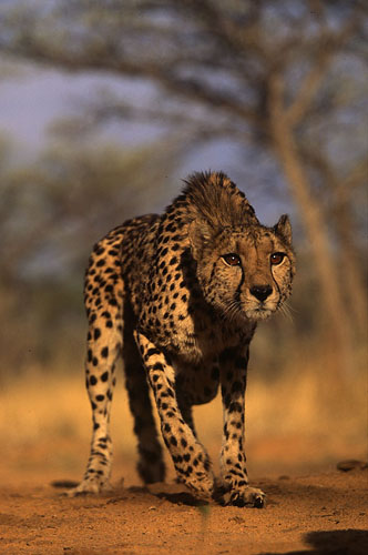 [Cheetah.jpg]