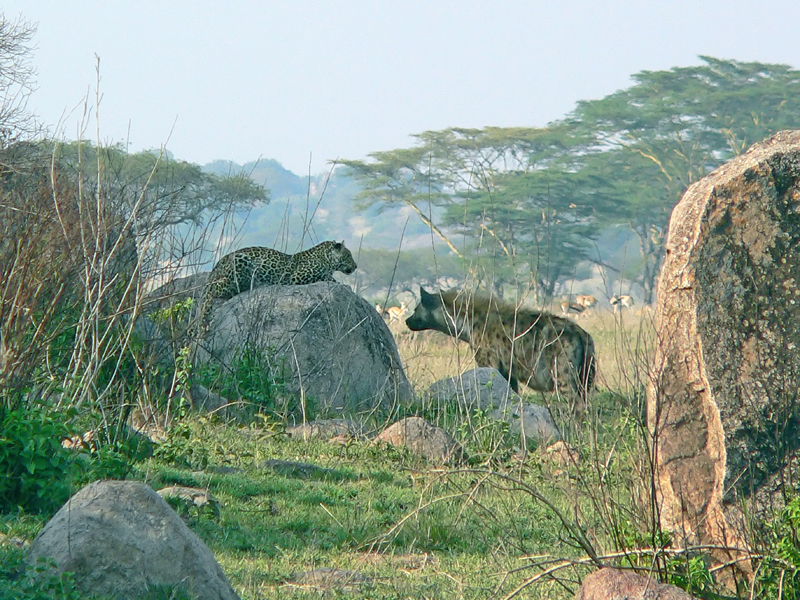 [Leopardo+y+hiena+Serengeti+2005.jpg]