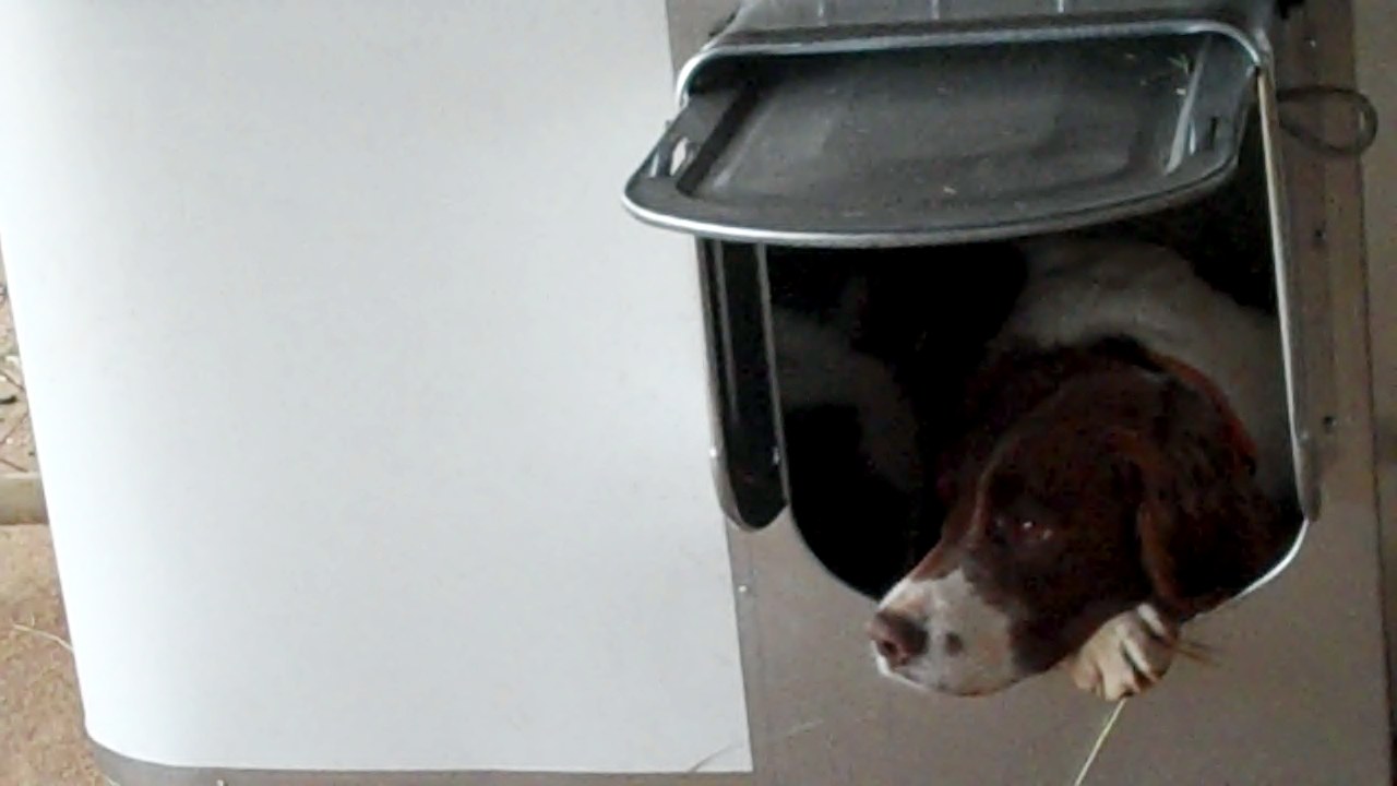puppy den den puppy den den