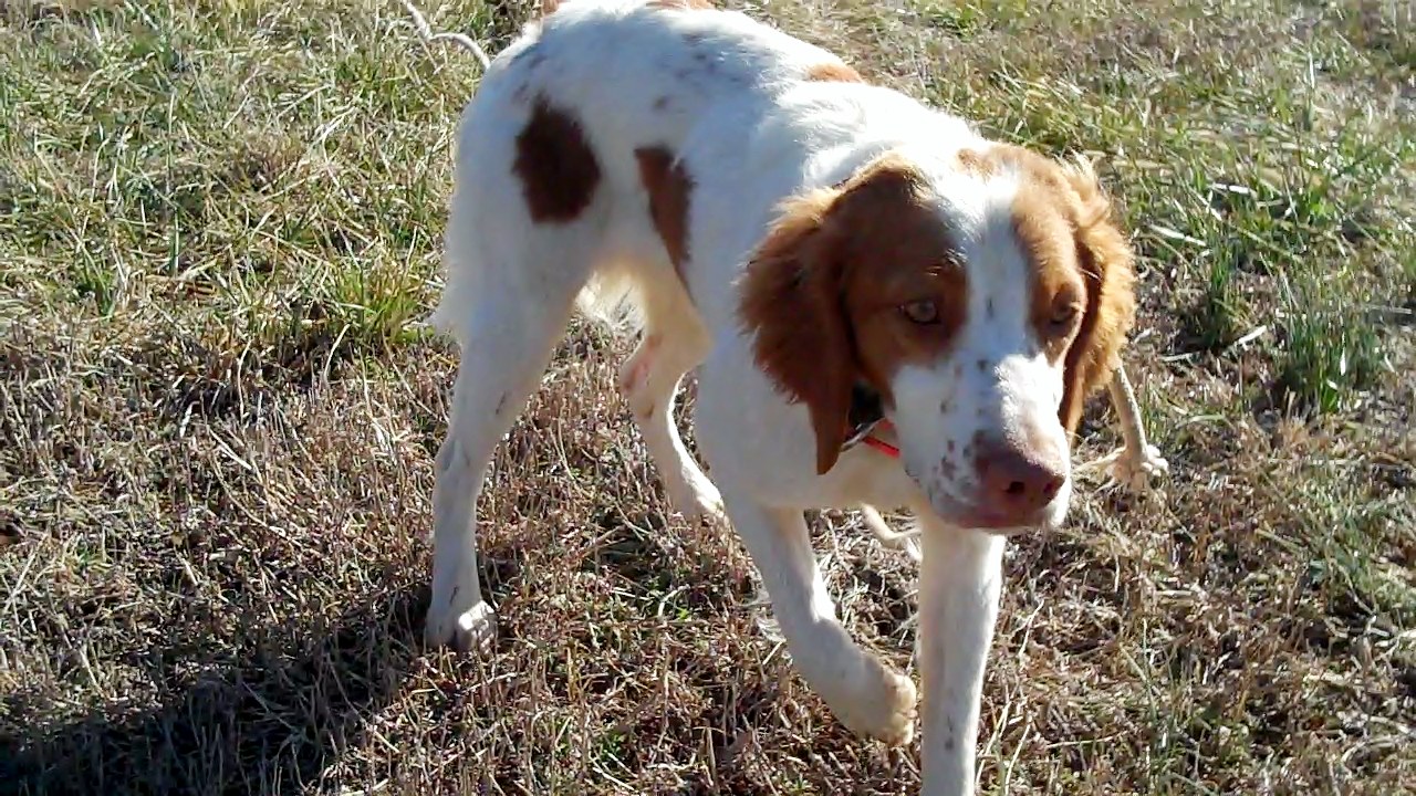 a bird hunters thoughts backyard training resumes dog trainer resumes