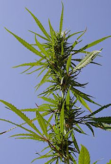 Recurring Thoughts Hanf Rohstoff Und Prohibition Teil 2