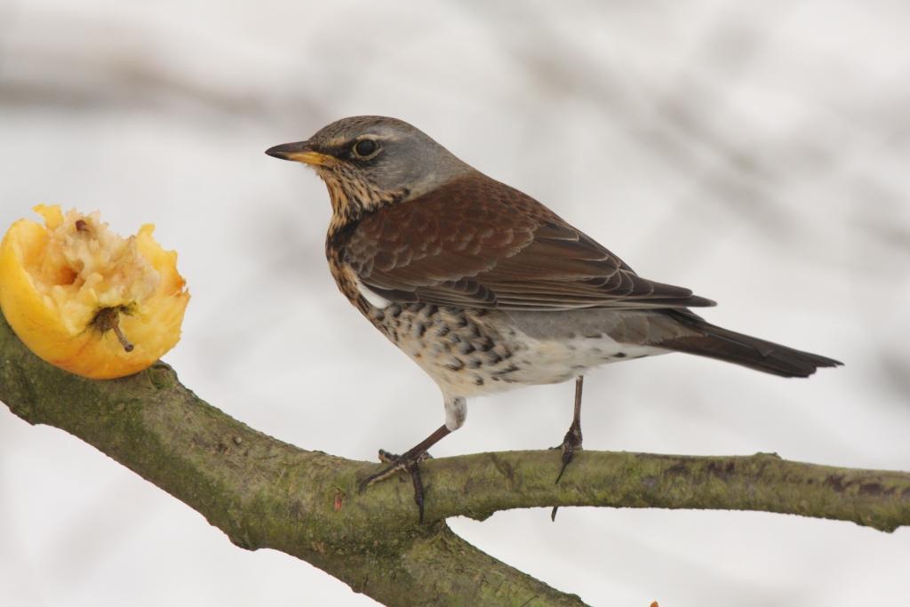 [fieldfare+-jan10_2950.JPG]