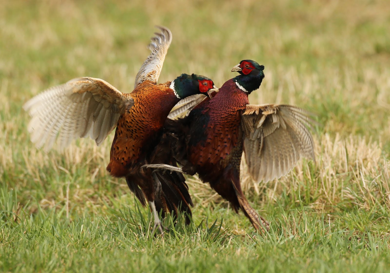 Picture Pheasant