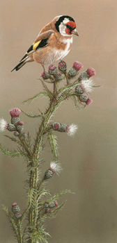 [goldfinch-thistle-large.gif]