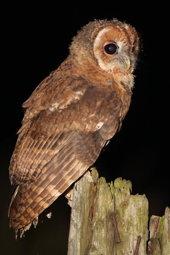 [tawny+owl+chick.JPG]