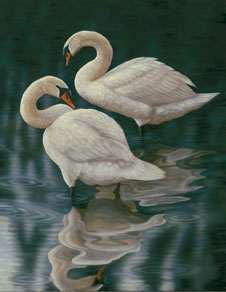 [swans-a-swimming-merged.jpg]