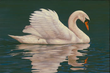 [swan.jpg]