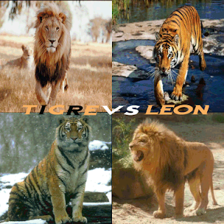 Tigre y Leon