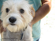 A really smart, playful and cute dog that I've ever seen. (poppy)