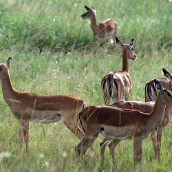 Foto-Foto Kehidupan Alam Liar Afrika Seen On www.coolpicturegallery.us