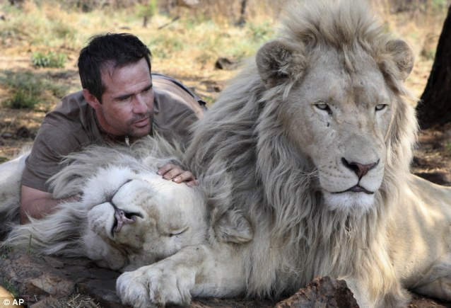 wide: The 34-year-old animal behaviourist braves a fearsome set of fangs wide: The 34-year-old animal behaviourist braves a fearsome set of fangs