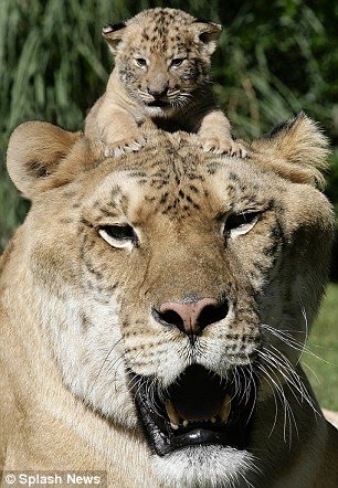 Thai Panda Half Lion Half Tiger It S The Baby Liger