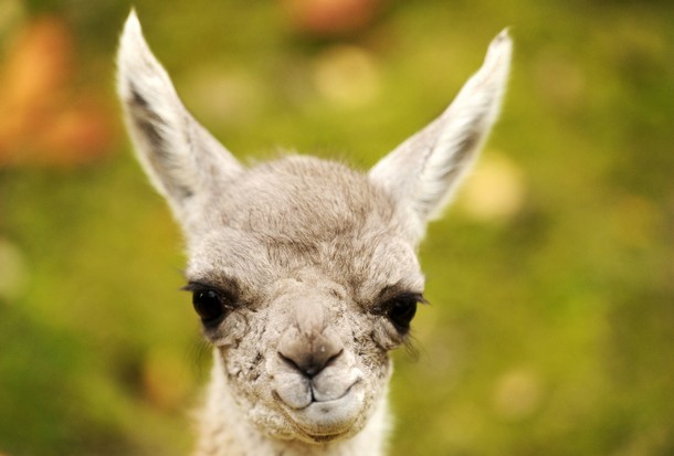 baby guanaco