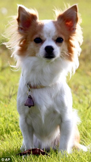 long hair chihuahua haircuts. a long-haired Chihuahua