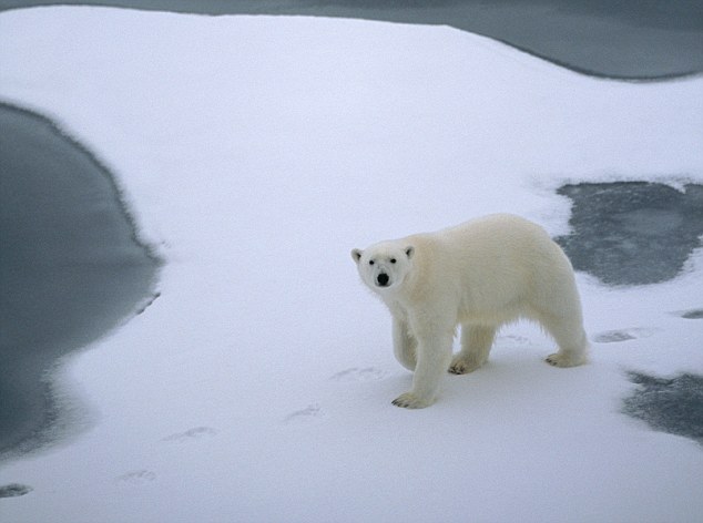 I'm hitching a lift: Polar bears develop new tactics to protect their 