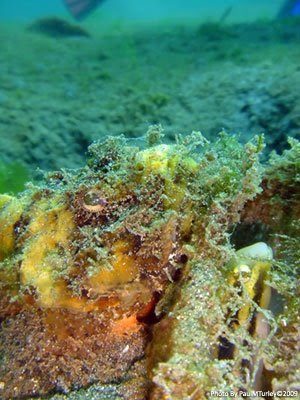 The Dynamic Duo, mock stonefish and the caped gobby, Secret Bay, NW Bali