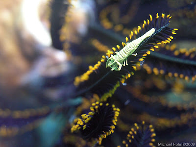 Really nice Shrimp on a Feather star, Pemuteran, Bali