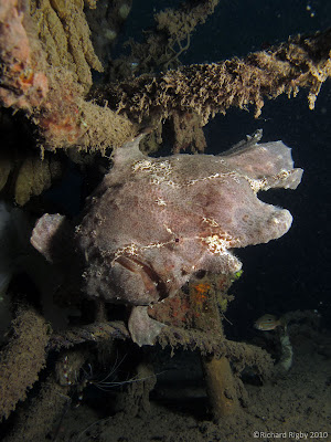 A HUGE pink frogfish