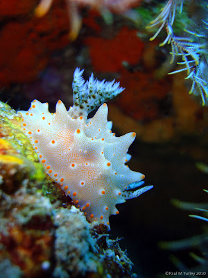 Yet another nudi