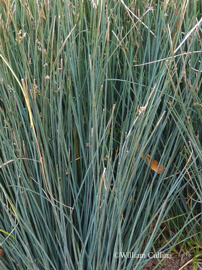 [Juncus+patens+Elk+Blue.JPG]