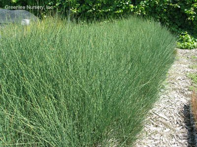 [Juncus_quartz+creek.jpg]