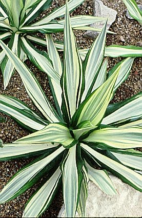 [Furcrea+mediopicta.JPG]