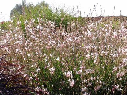 [Guara+Lindhamaerii+white.jpg]