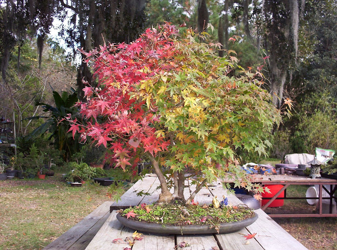 bamboo leaf japanese maple bonsai. amboo leaf japanese maple