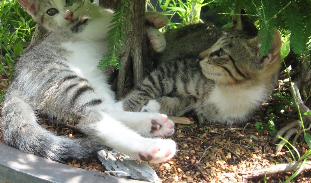 Bonsai Beginnings Real Bonsai Kittens