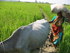 Bengali farmer