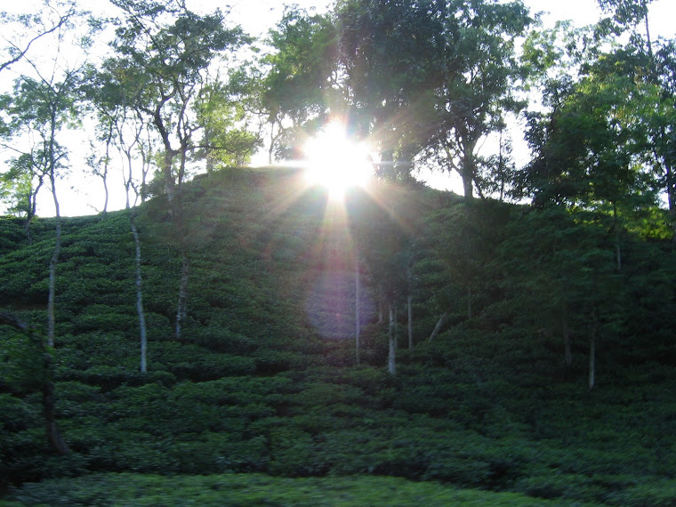 Tea estates, Sylhet