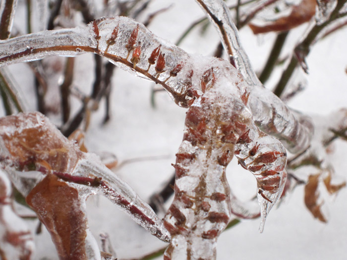 Treehouse Herbs Ice covered plants