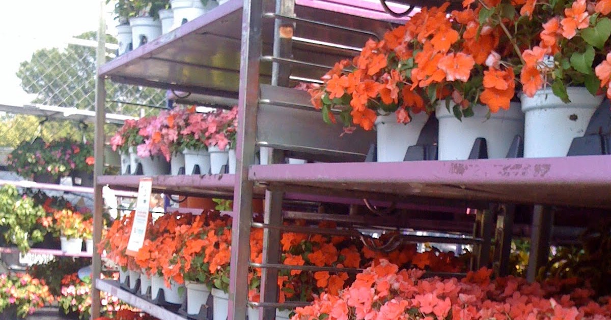 the rusty hoe: garden center