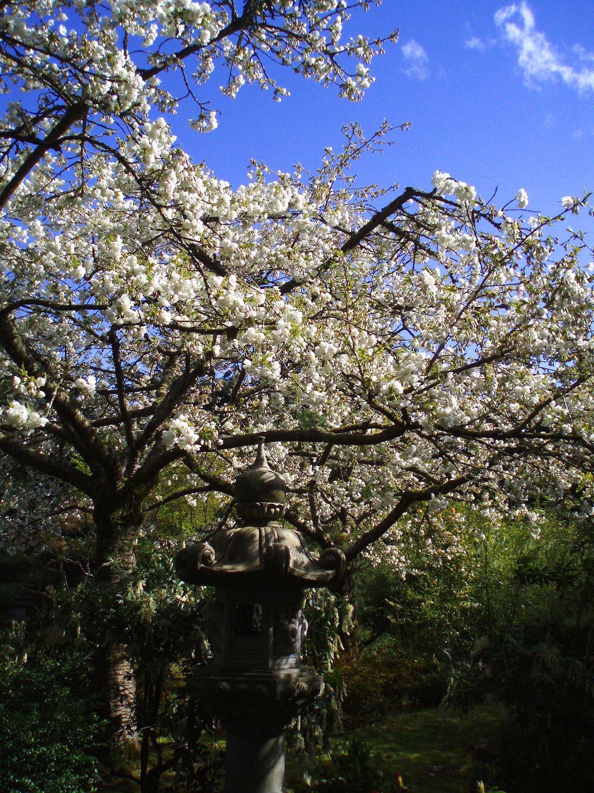 [Yashiro+Japanese+Garden+-+tree+and+shrine2.jpg]