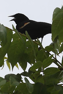 red-winged blackbird red-winged blackbird