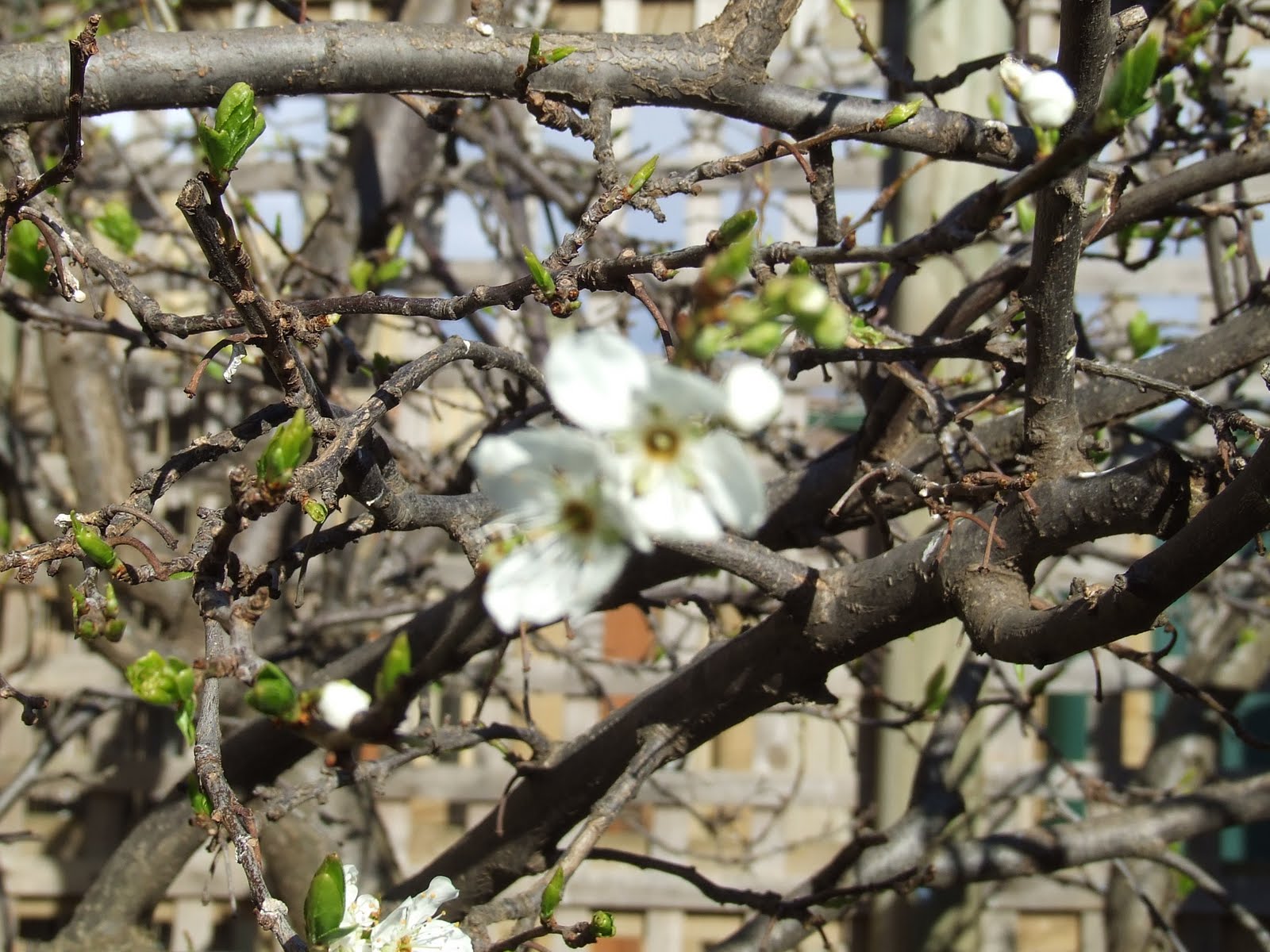 [Veggie+Patch+Aug+09+031.jpg]