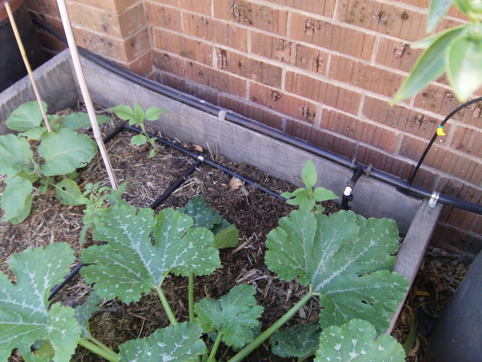 Low Pressure Drip Irrigation Part 3 The Greening of Gavin