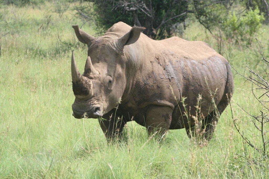 rhino bull