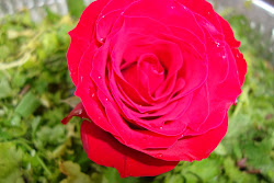 a rose