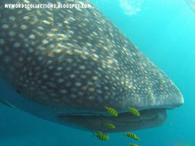 Scandal Political Government Whale Shark The Worlds Biggest Fish