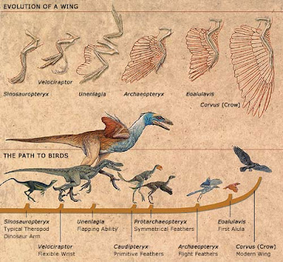 Evolution Amphibians