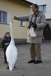 größenschwan