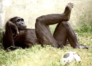 monkey relaxing