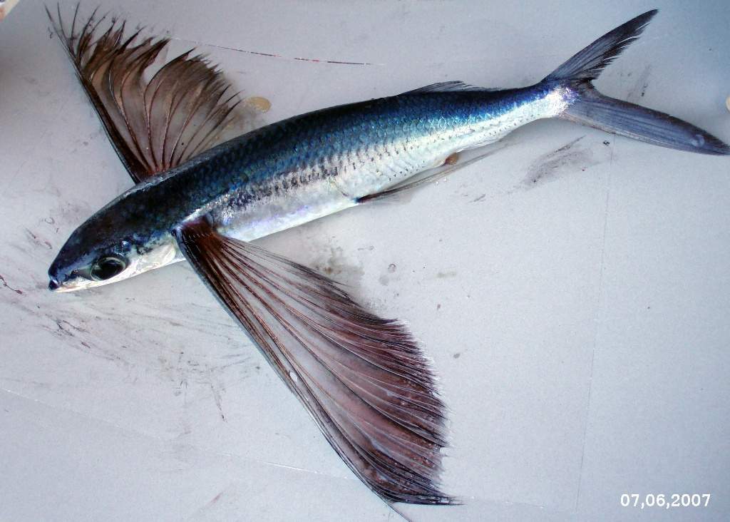 Flying Fish Fact Pictures Videos Believe It or Not