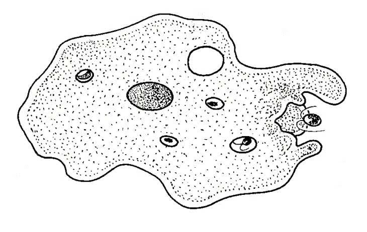Amoeba Definition
