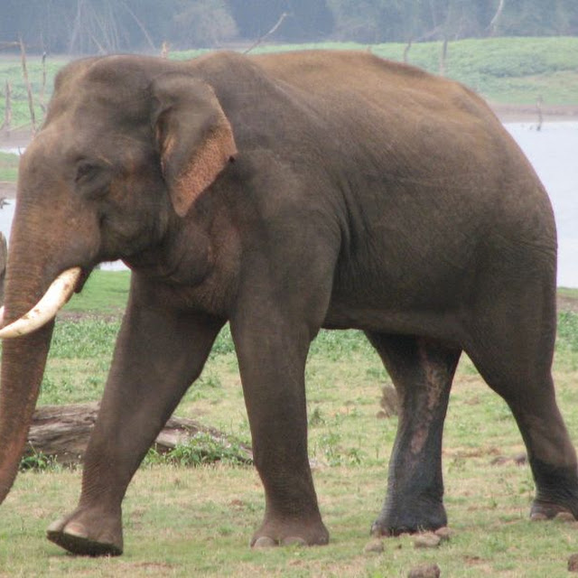 kumpulan gambar gajah kumpulan gambar gajah